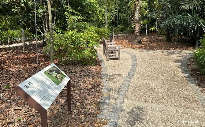 Singapore Botanic Gardens Gallop Extension: Mingxin Foundation Rambler’s Ridge & OCBC Arboretum 8 giant hardwood trees