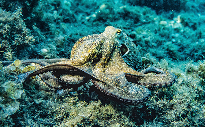 octopus 1 Octopus Facts For Kids: Intelligent And Flexible