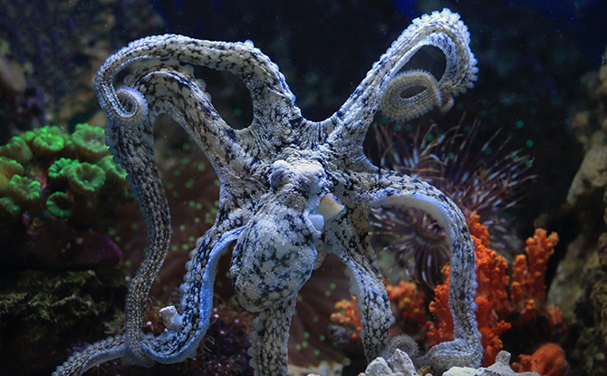 Octopus Facts For Kids: White and Blue Octopus