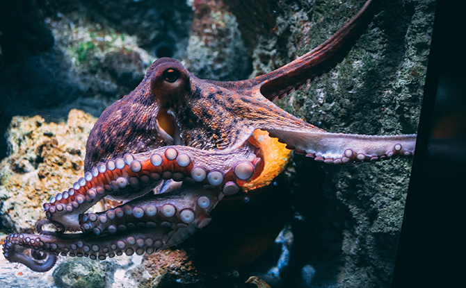 Octopus Facts For Kids: Purple and Red Octopus