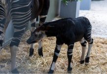 Rainforest Wild Adventure Welcomes An Okapi Calf + Guide to 9 Adventure Experiences Rainforest Wild Adventure Welcomes An Okapi Calf + Guide to 9 Adventure Experiences