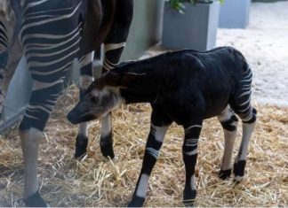 Rainforest Wild Adventure Welcomes An Okapi Calf + Guide to 9 Adventure Experiences Rainforest Wild Adventure Welcomes An Okapi Calf + Guide to 9 Adventure Experiences