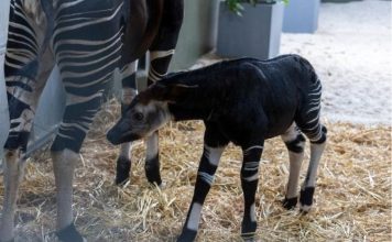 Rainforest Wild Adventure Welcomes An Okapi Calf + Guide to 9 Adventure Experiences Rainforest Wild Adventure Welcomes An Okapi Calf + Guide to 9 Adventure Experiences