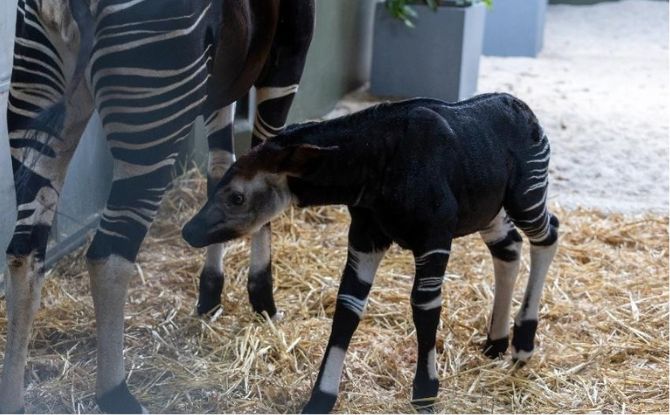 Rainforest Wild Adventure Welcomes An Okapi Calf + Guide to 9 Adventure Experiences Rainforest Wild Adventure Welcomes An Okapi Calf + Guide to 9 Adventure Experiences