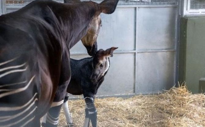 Rainforest Wild Adventure Welcomes An Okapi Calf + Guide to 9 Adventure Experiences 1 Rainforest Wild Adventure Welcomes the First Okapi Born in Southeast Asia