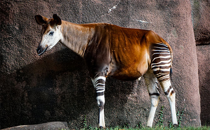 Okapi