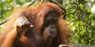 Animals Starting With O: Amazing List Of 17 Animals With Fun Facts