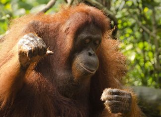 Animals Starting With O: Amazing List Of 17 Animals With Fun Facts Animals Starting With O: Amazing List Of 17 Animals With Fun Facts