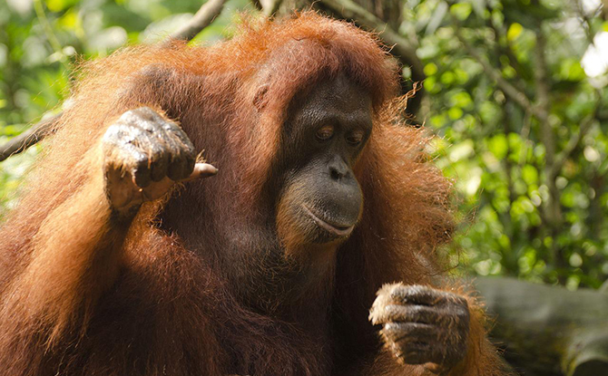 Orang Utan - Singapore Zoo