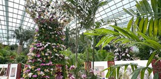 Orchid Extravaganza 2025: A Love Letter In Flowers To Singapore