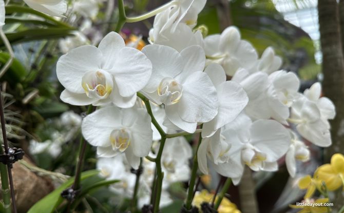 Orchid Extravaganza 2026: Discover The Rich Heritage Of Indonesia Amidst 7,000 Orchids At Gardens By The Bay 6 Moon orchid