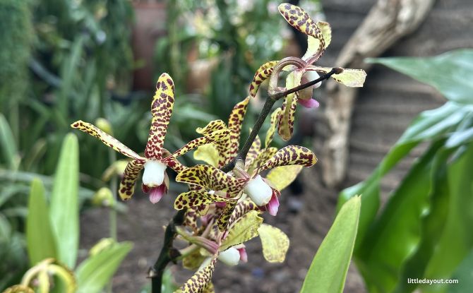 Orchid Extravaganza 2026: Discover The Rich Heritage Of Indonesia Amidst 7,000 Orchids At Gardens By The Bay 7 Deer-horned orchid