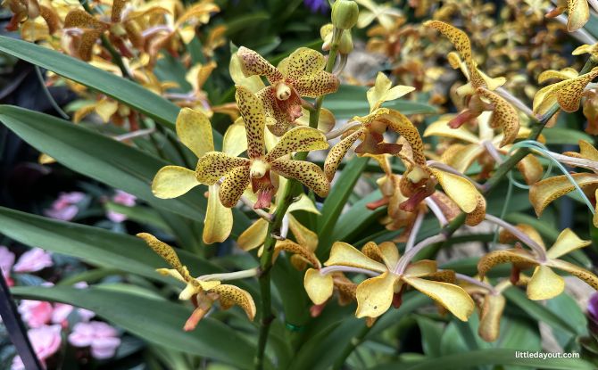Orchid Extravaganza 2026: Discover The Rich Heritage Of Indonesia Amidst 7,000 Orchids At Gardens By The Bay 1 Orchid Extravaganza 2026 at the Flower Dome, Gardens by the Bay