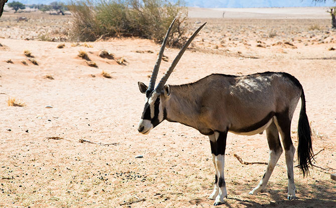 Oryx
