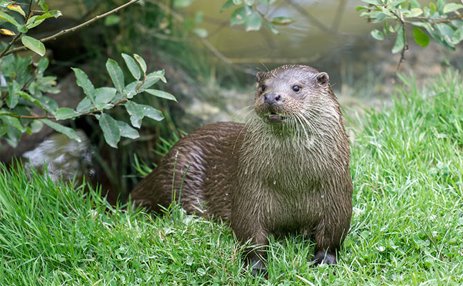 Animals Starting with O - Otter
