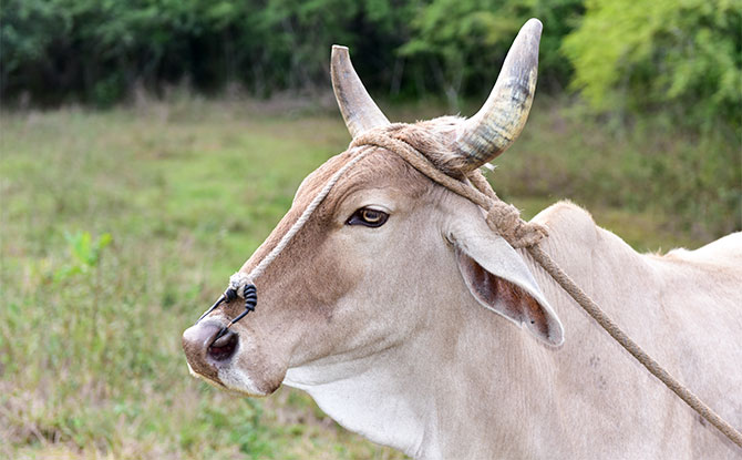 Ox