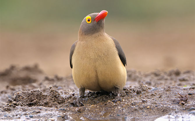 Oxpecker