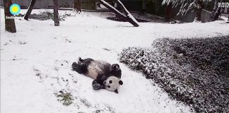 Pandas Playing In The Snow Warms Our Hearts