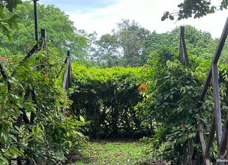 Pasir Ris Park Maze: Navigating Hedges And Paths Pasir Ris Park Maze: Navigating Hedges And Paths