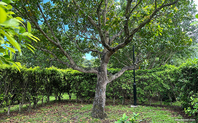 Big tree at the centre of the maze