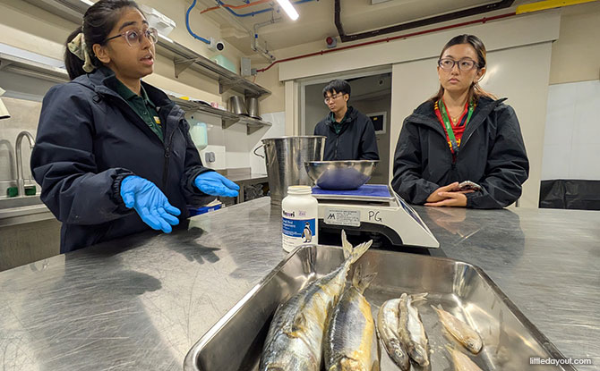 Behind-the-Scenes Tour at Bird Paradise