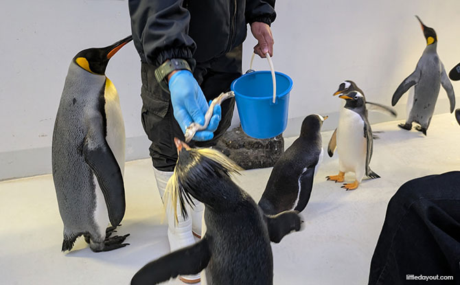 Highlight of Backstage Pass: Penguin Encounters – Meet-and-Greet with the Penguins