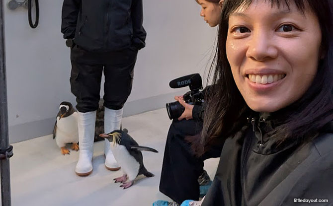 Penguin meet and greet at Mandai Bird Paradise