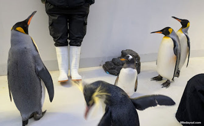 Backstage Pass: Penguin Encounters – Meeting the Penguins at the Mandai Bird Paradise
