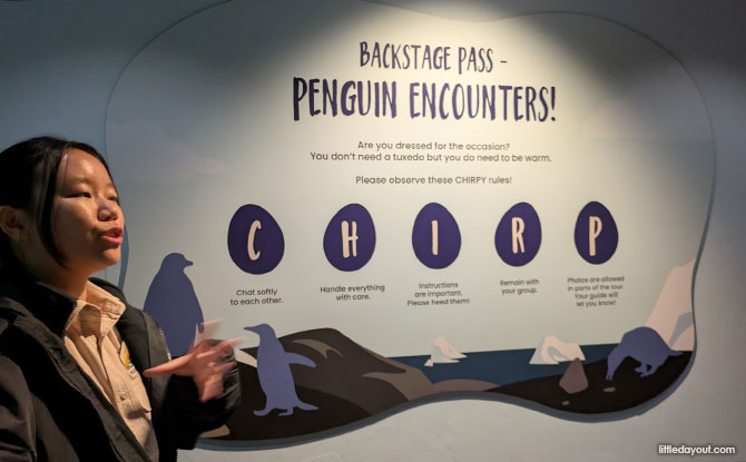 Getting ready for Penguin Encounters at Bird Paradise Singapore