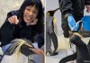 Backstage Pass: Penguin Encounters – Meet The Penguins At Bird Paradise Backstage Pass: Penguin Encounters – Meet The Penguins At Bird Paradise