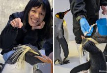 Backstage Pass: Penguin Encounters – Meet The Penguins At Bird Paradise