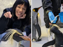 Backstage Pass: Penguin Encounters – Meet The Penguins At Bird Paradise