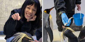 Backstage Pass: Penguin Encounters – Meet The Penguins At Bird Paradise