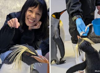 Backstage Pass: Penguin Encounters – Meet The Penguins At Bird Paradise