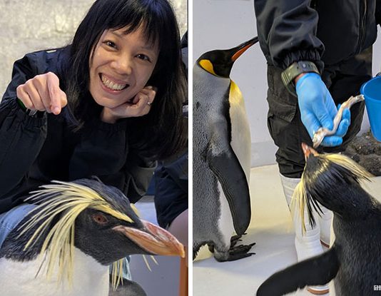 Backstage Pass: Penguin Encounters – Meet The Penguins At Bird Paradise