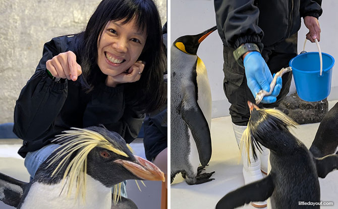 Backstage Pass: Penguin Encounters – Meet The Penguins At Bird Paradise Backstage Pass: Penguin Encounters – Meet The Penguins At Bird Paradise