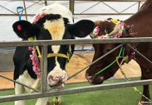 Little India Cattle Farm: Cows & Bulls At POLI @ Clive Street For Pongal Little India Cattle Farm: Cows & Bulls At POLI @ Clive Street For Pongal