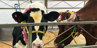 Little India Cattle Farm: Cows & Bulls At POLI @ Clive Street For Pongal