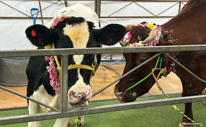 Indian Heritage Centre Pongal Open House 2026: A Village-Themed Celebration 6 More Things to Do Around Little India During Pongal