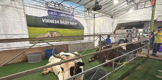 Little India Cattle Farm: Cows & Bulls At Poli @ Clive Street For Pongal