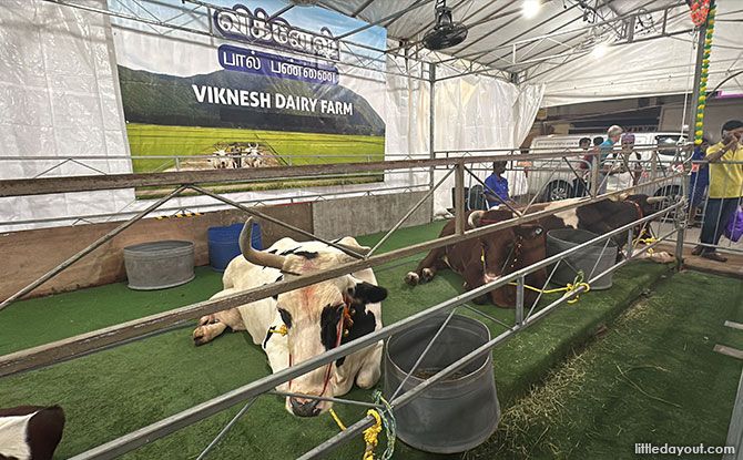 Little India Cattle Farm: Cows & Bulls At Poli @ Clive Street For Pongal