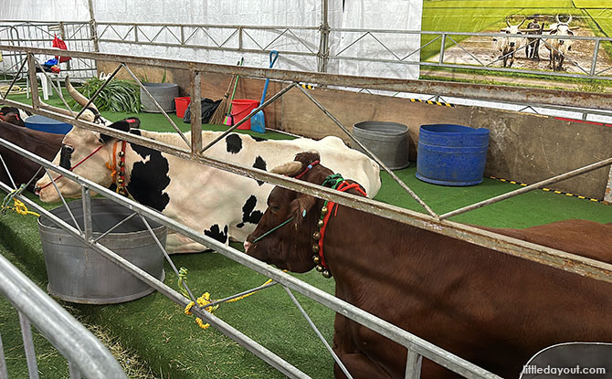 Cattle Farm at Little India