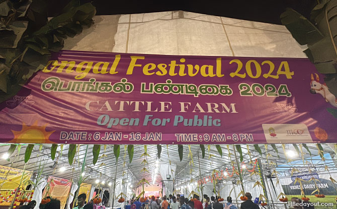 Cattle Farm At Little India for Pongal