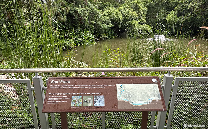Eco-Pond