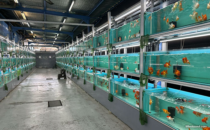 What to See & Do at Qian Hu Fish Farm