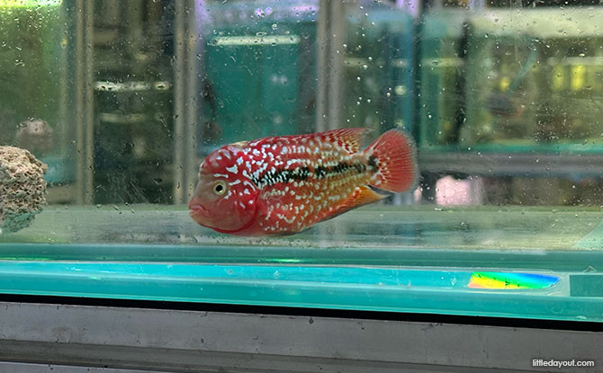 Ornamental Fish at Qian Hu Fish Farm