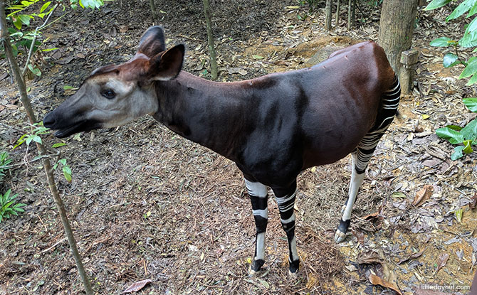Rainforest Wild Adventure Guide: Blending 9 Adventure Experiences With Animal Encounters 6 Animals at Rainforest Wild Adventure EAST