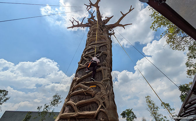 Rainforest Wild Adventure Guide: Blending 9 Adventure Experiences With Animal Encounters 12 Primate Climb