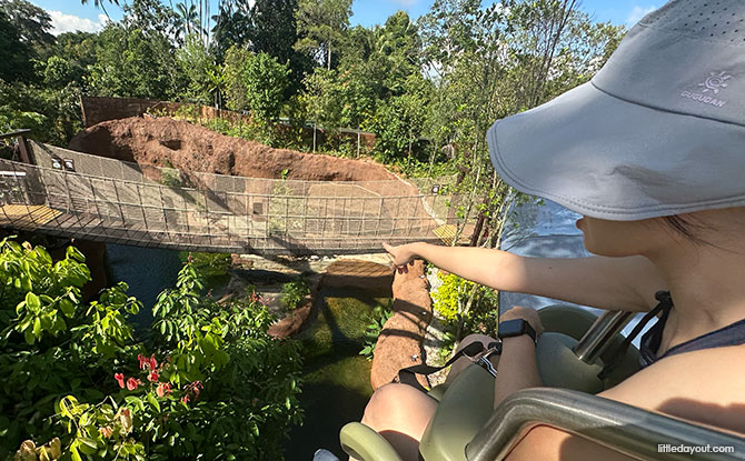Rainforest Wild Adventure Guide: Blending 9 Adventure Experiences With Animal Encounters 5 Spotting animals from the Canopy Glider