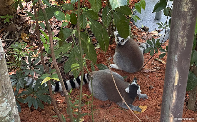 Rainforest Wild Adventure Guide: Blending 9 Adventure Experiences With Animal Encounters 7 Lemur Land